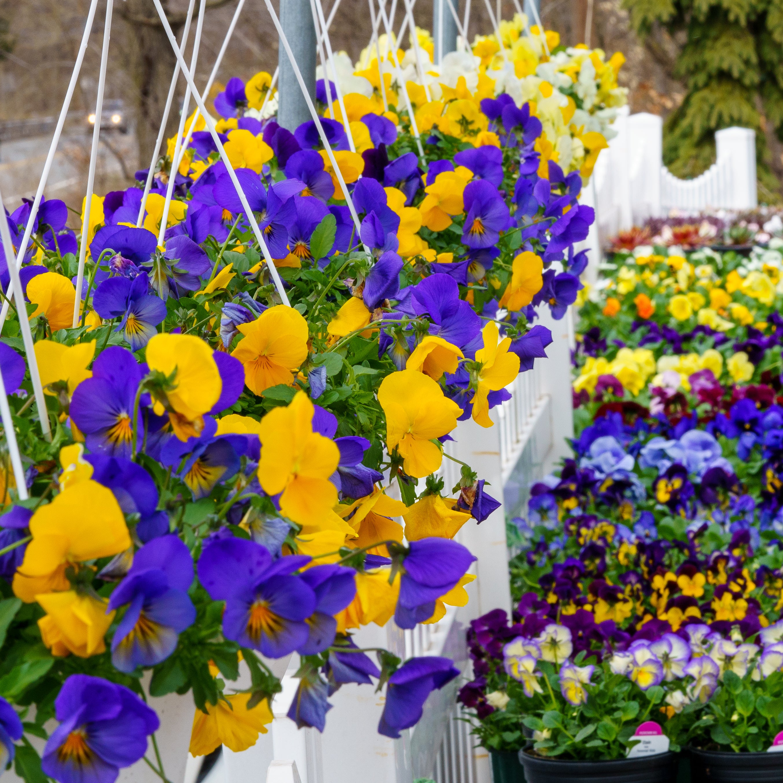 Pansy hanging basket discount