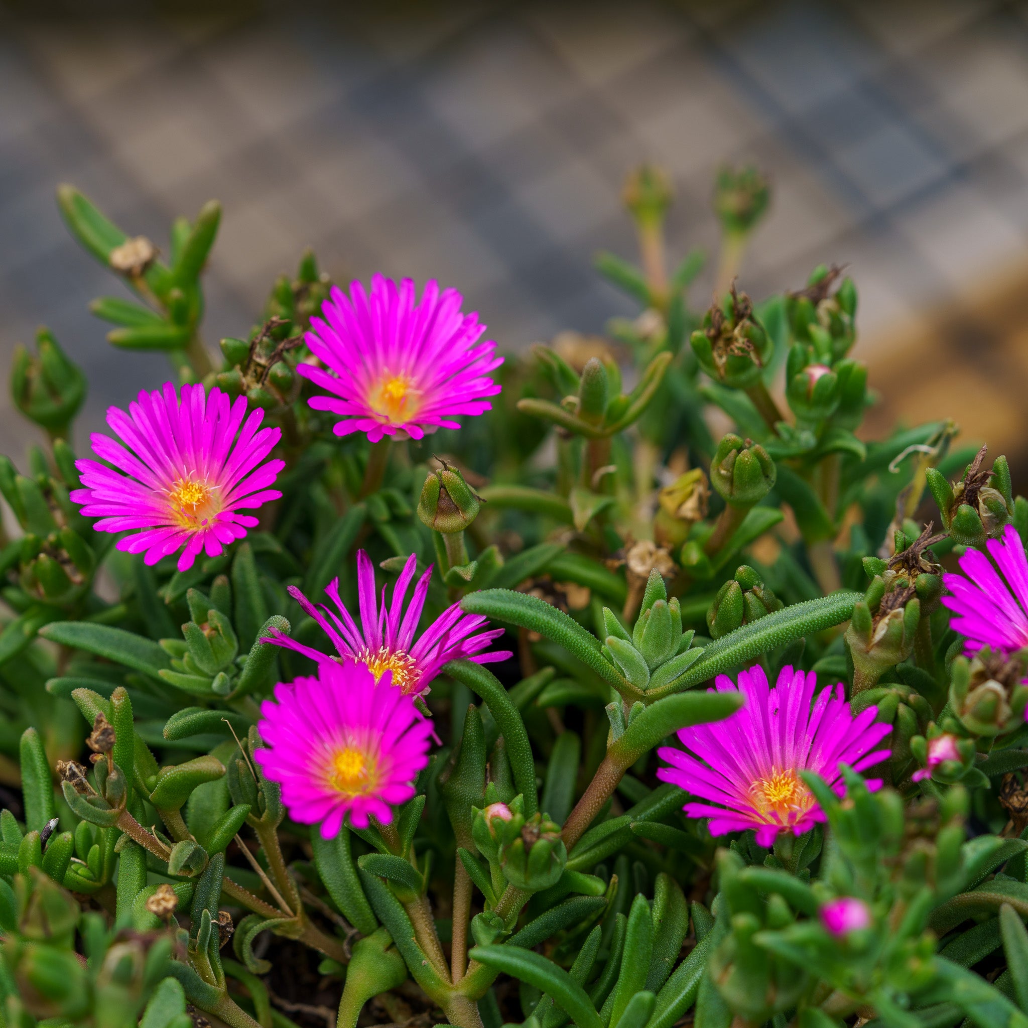 Pink Ice Plant Varieties