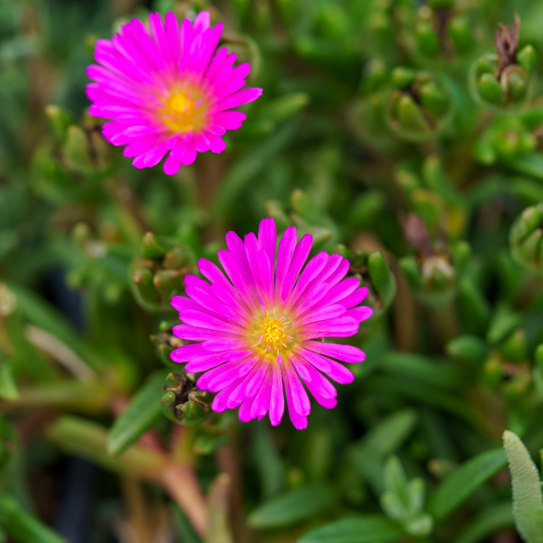 The Delosperma Guide – Plant Detectives