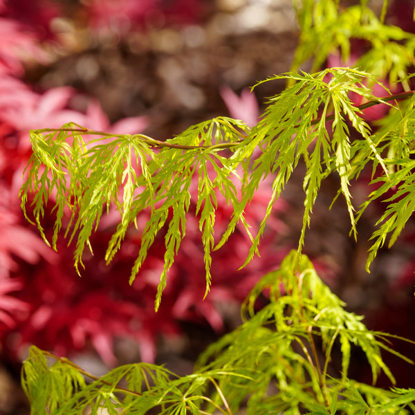 Viridis Laceleaf Japanese Maple - Japanese Maple - Japanese Maples