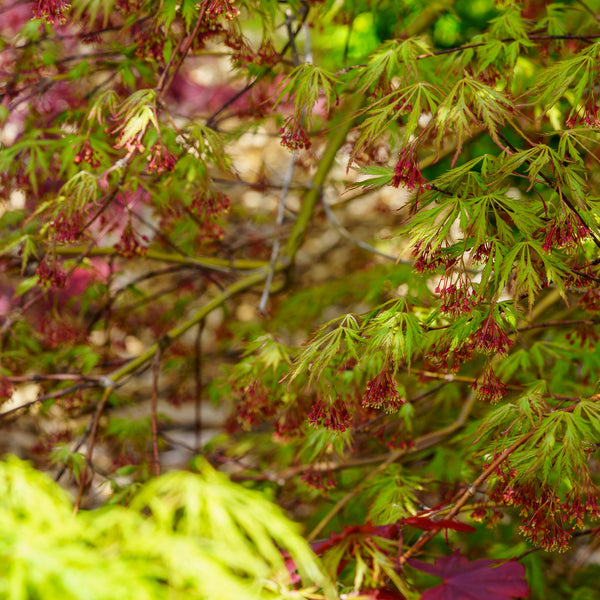 Viridis Laceleaf Japanese Maple - Japanese Maple - Japanese Maples