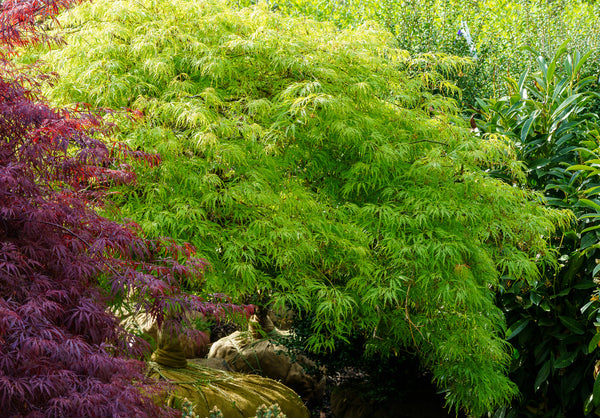 Viridis Laceleaf Japanese Maple - Japanese Maple - Japanese Maples