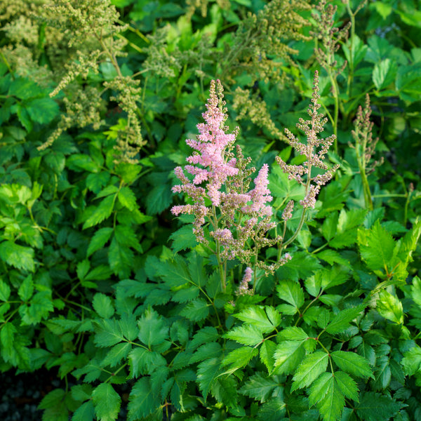 Vision in Pink Chinese Astilbe