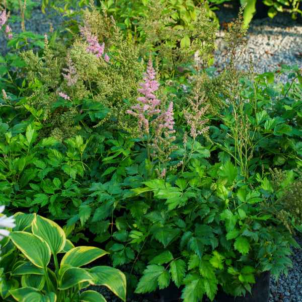 Vision in Pink Chinese Astilbe