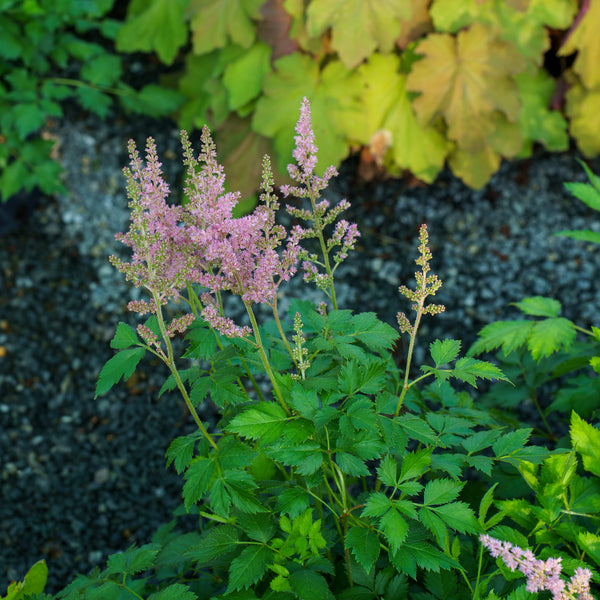 Vision in Pink Chinese Astilbe