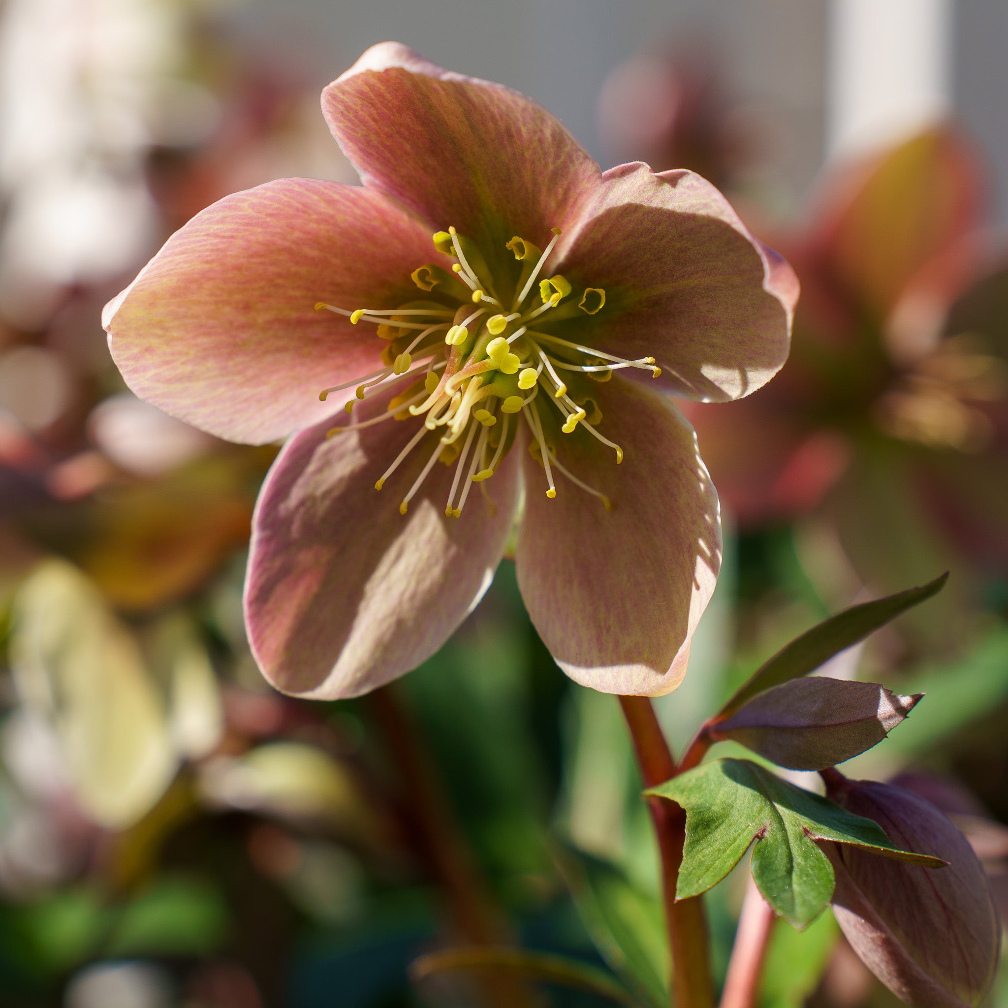 Viv Valeria Lenten Rose – Plant Detectives