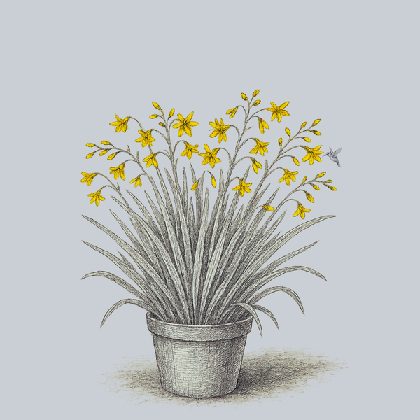 Walberton Yellow Crocosmia