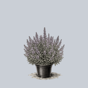 Walker's Low Catmint