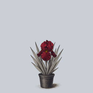 War Chief Bearded Iris