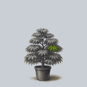 Waterfall Laceleaf Japanese Maple