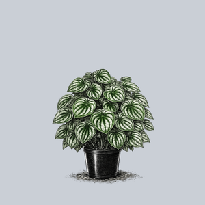 Watermelon Peperomia