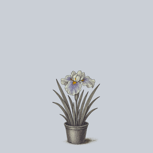 Wave Action Japanese Iris