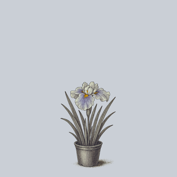 Wave Action Japanese Iris