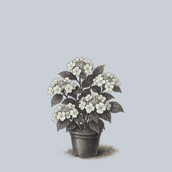 Wedding Gown Bigleaf Hydrangea