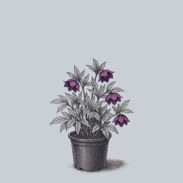 Black Tie Affair Lenen Rose