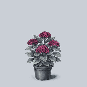 Wee Bit Giddy Bigleaf Hydrangea