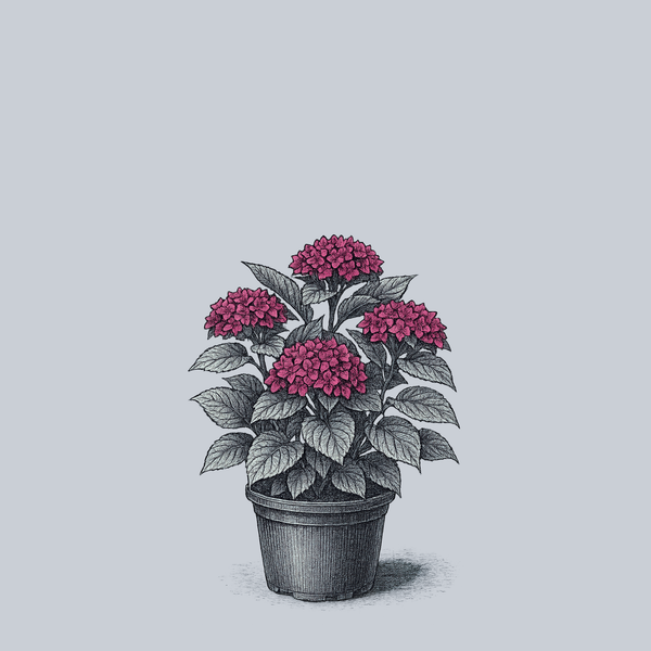 Wee Bit Giddy Bigleaf Hydrangea