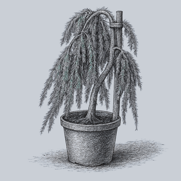 Weeping Blue Atlas Cedar