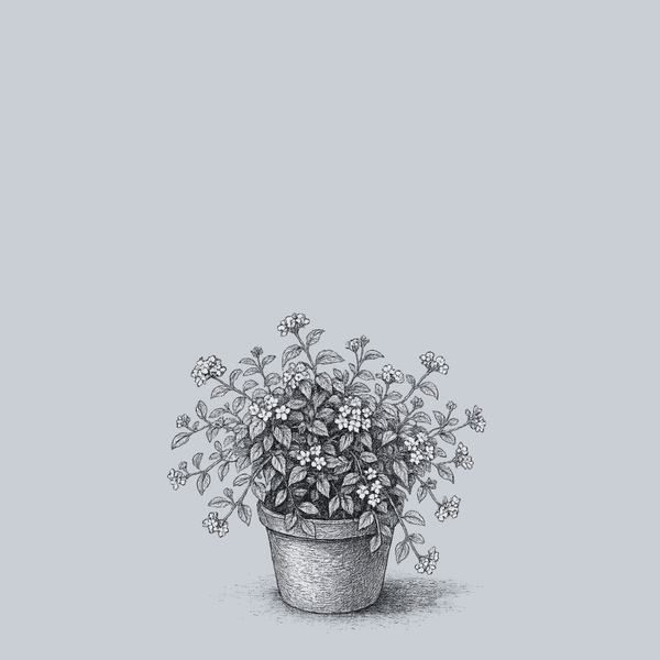 Weeping White Lantana