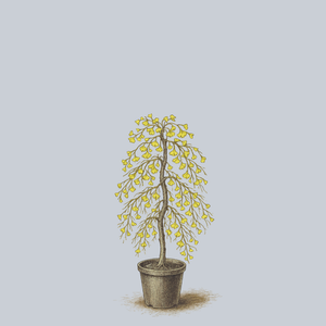 Weeping Wonder Ginkgo