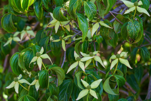 Weeping Chinese Dogwood - Dogwood Tree - Flowering Trees