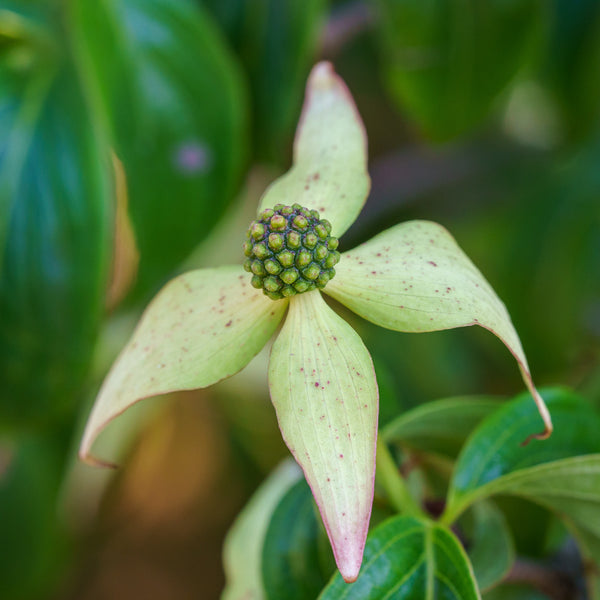 Weeping Chinese Dogwood - Dogwood Tree - Flowering Trees