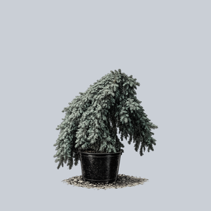 Weeping Colorado Spruce
