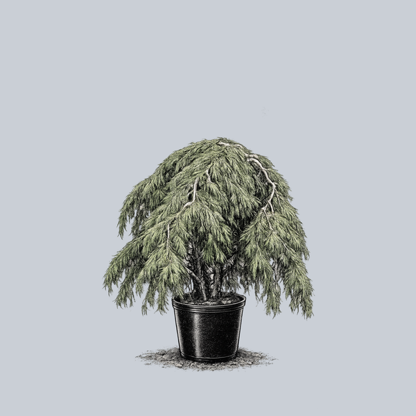 weeping pot plants Weeping Eastern White Pine – Plant Detectives