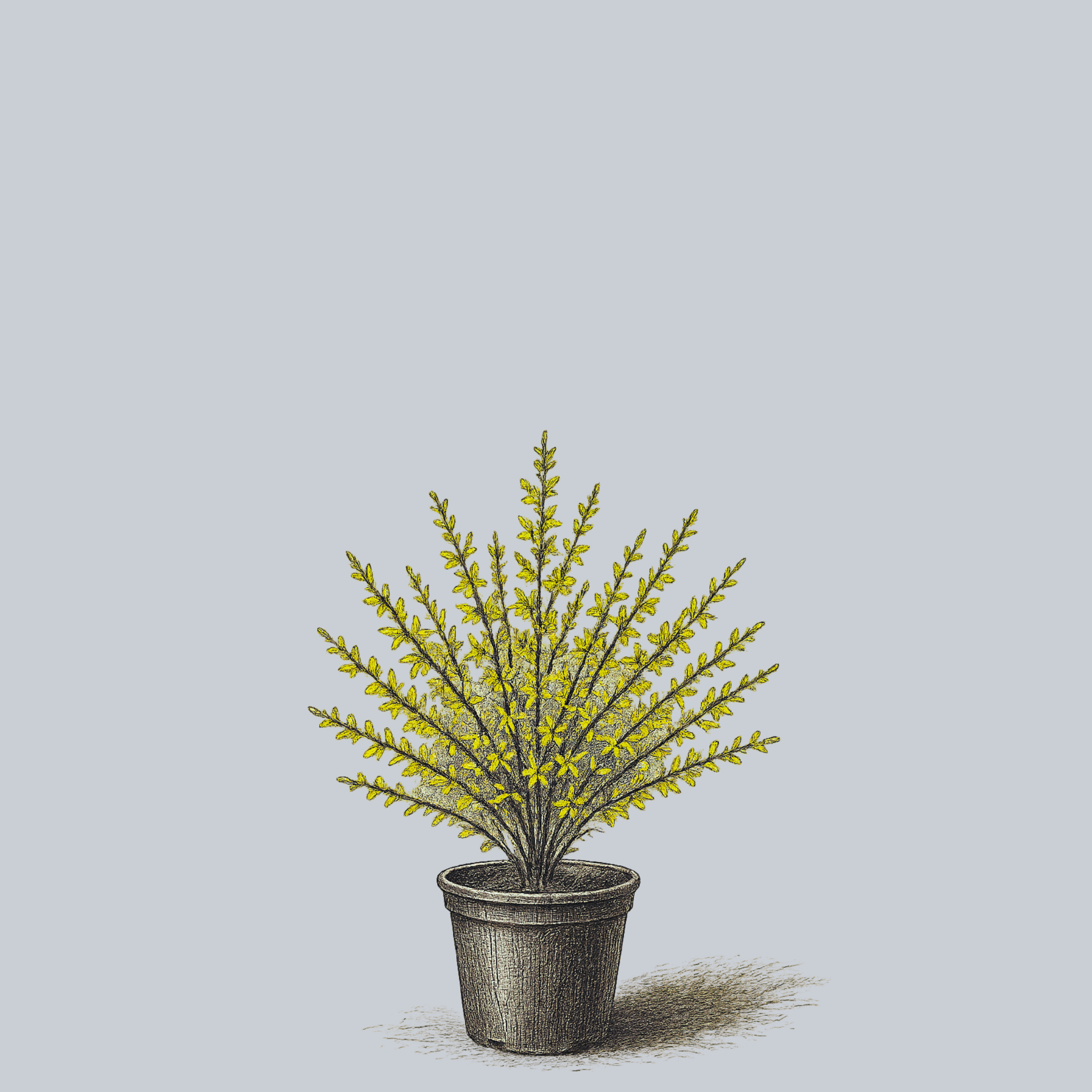 forsythia plant in pot Weeping Forsythia – Plant Detectives