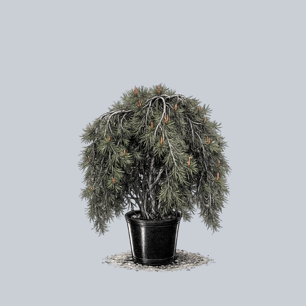 Weeping Japanese Red Pine