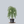 Load image into Gallery viewer, Weeping Kousa Dogwood
