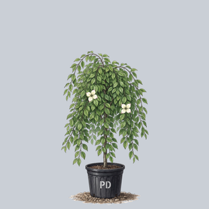 Weeping Kousa Dogwood