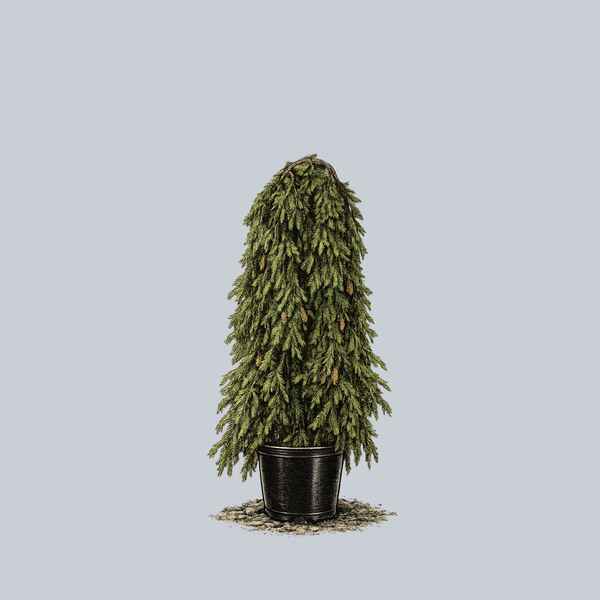 Weeping Norway Spruce