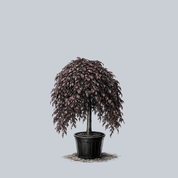 Weeping Purple Beech