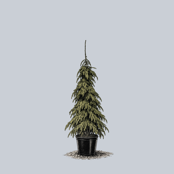 Weeping White Spruce