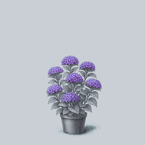 Wee Bit Grumpy Bigleaf Hydrangea