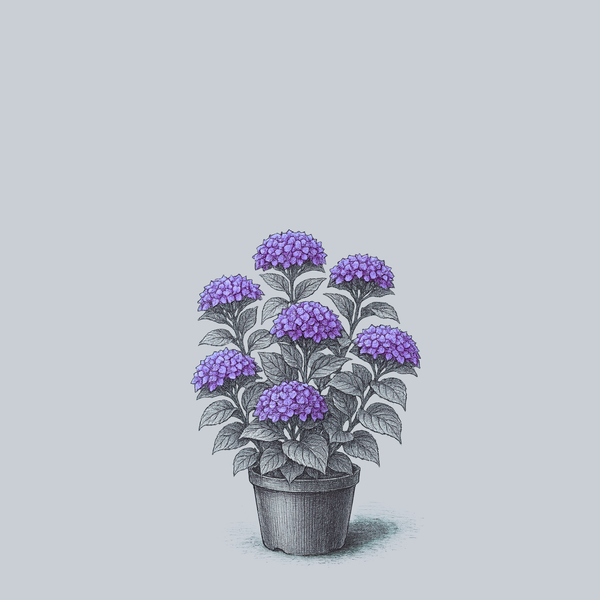 Wee Bit Grumpy Bigleaf Hydrangea