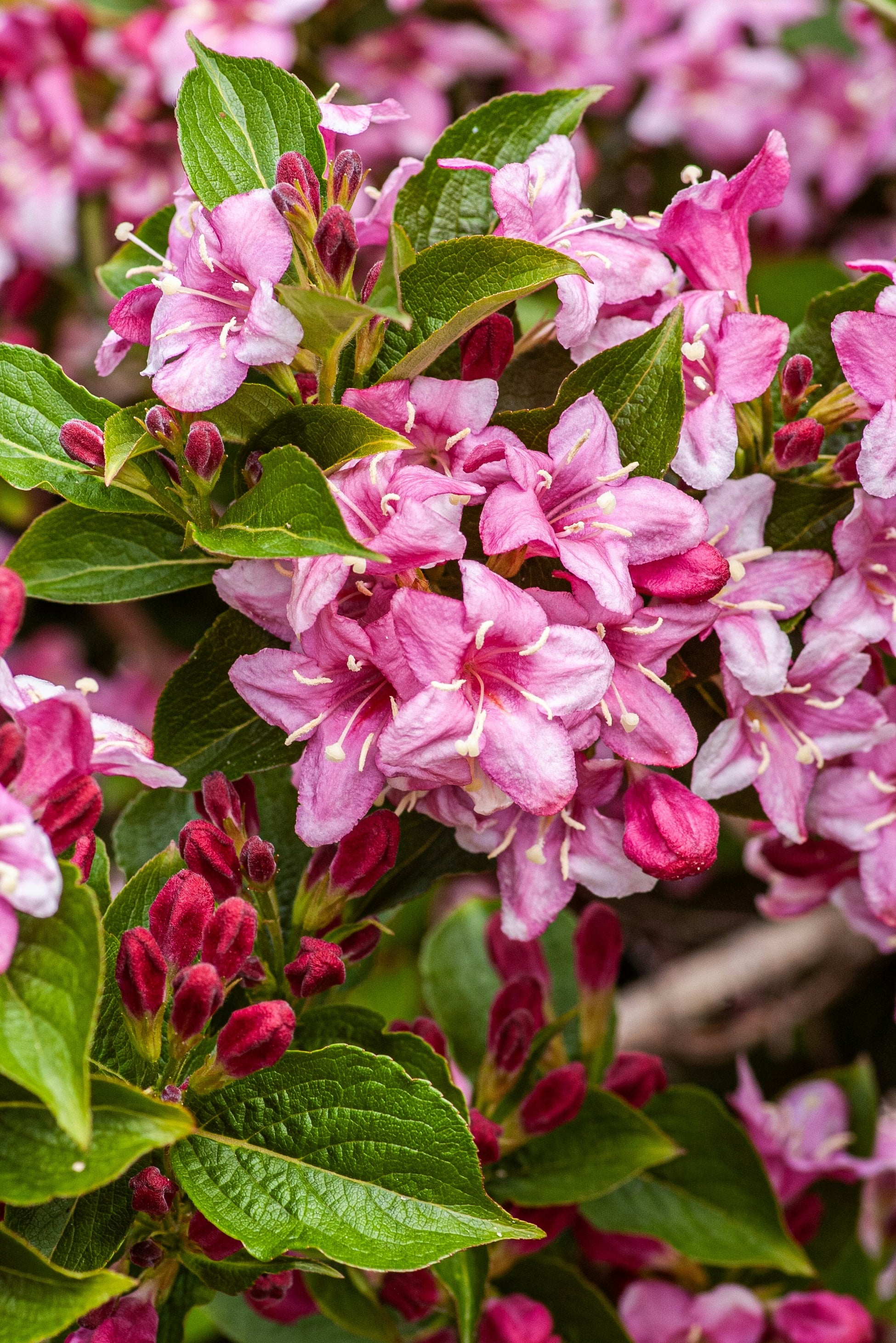 The Weigela Guide – Plant Detectives