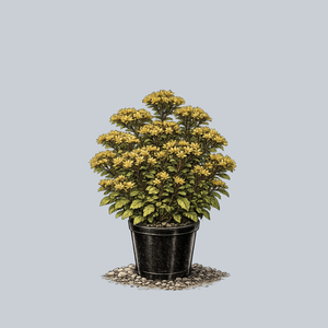 Weihenstephaner Gold Stonecrop