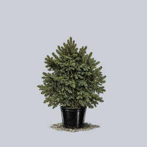 Weiss Norway Spruce