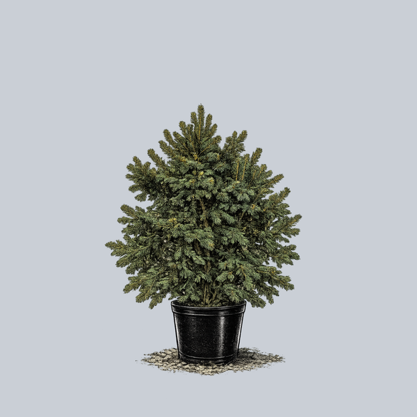 Weiss Norway Spruce