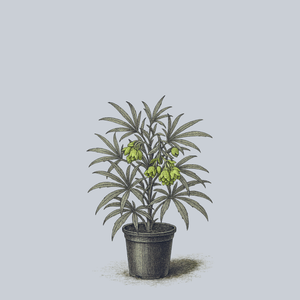 Wester Flisk Hellebore