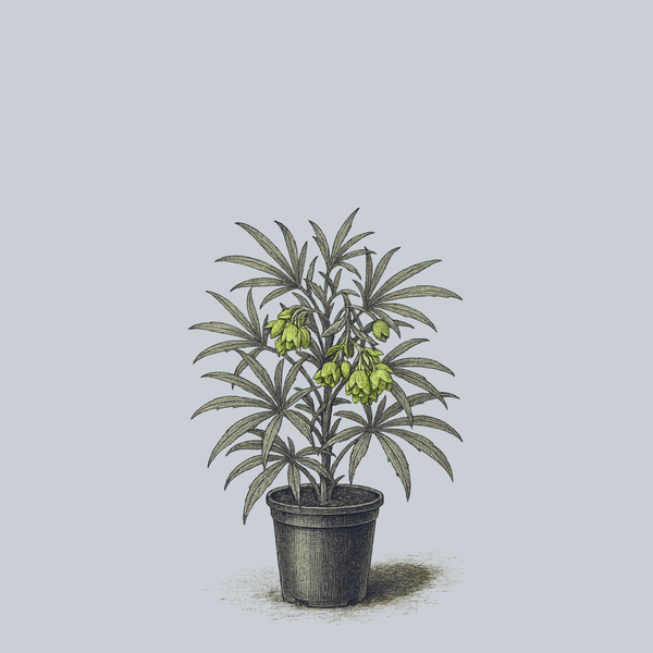 Wester Flisk Hellebore