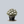 Load image into Gallery viewer, Weston's Innocence Swamp Azalea
