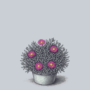 Wheels of Wonder Violet Wonder Ice Plant