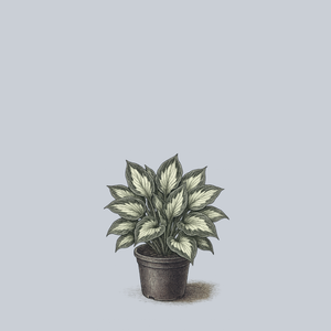 Whirlwind Hosta