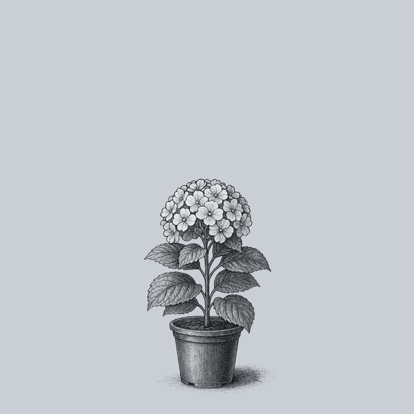 White Bigleaf Hydrangea