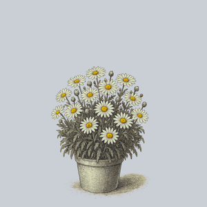 Whitecap Shasta Daisy