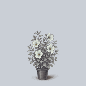 White Chiffon Rose of Sharon