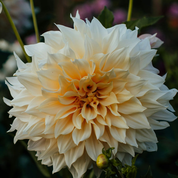 Dahlia